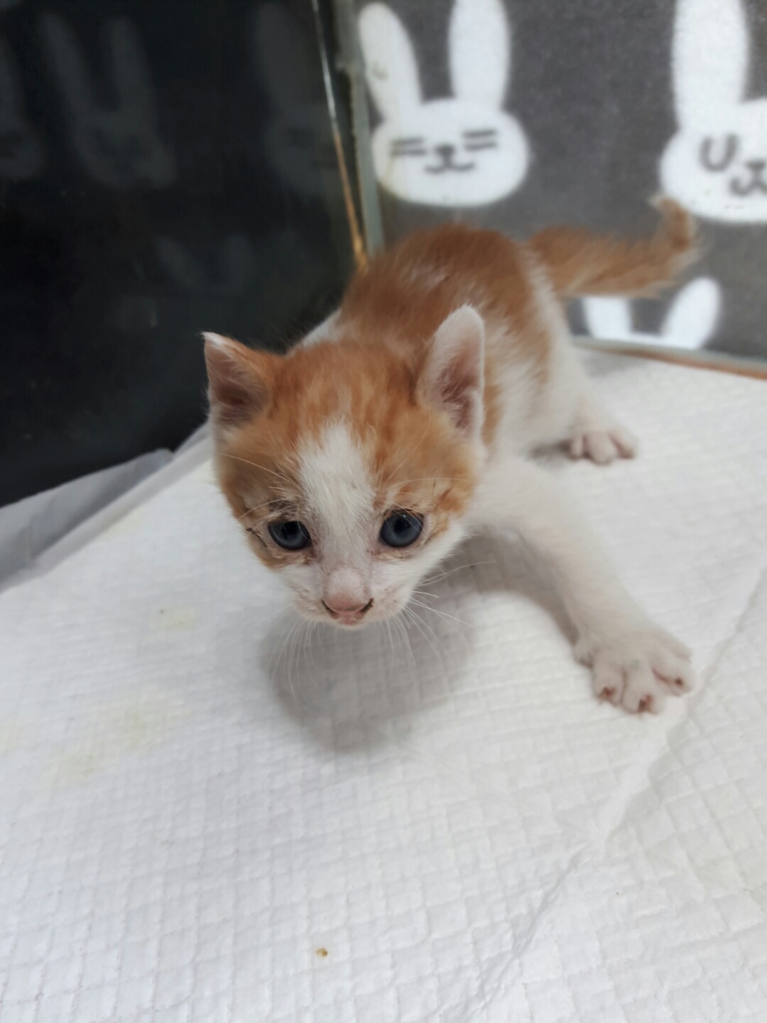 한국 고양이 이미지 파일 입니다.